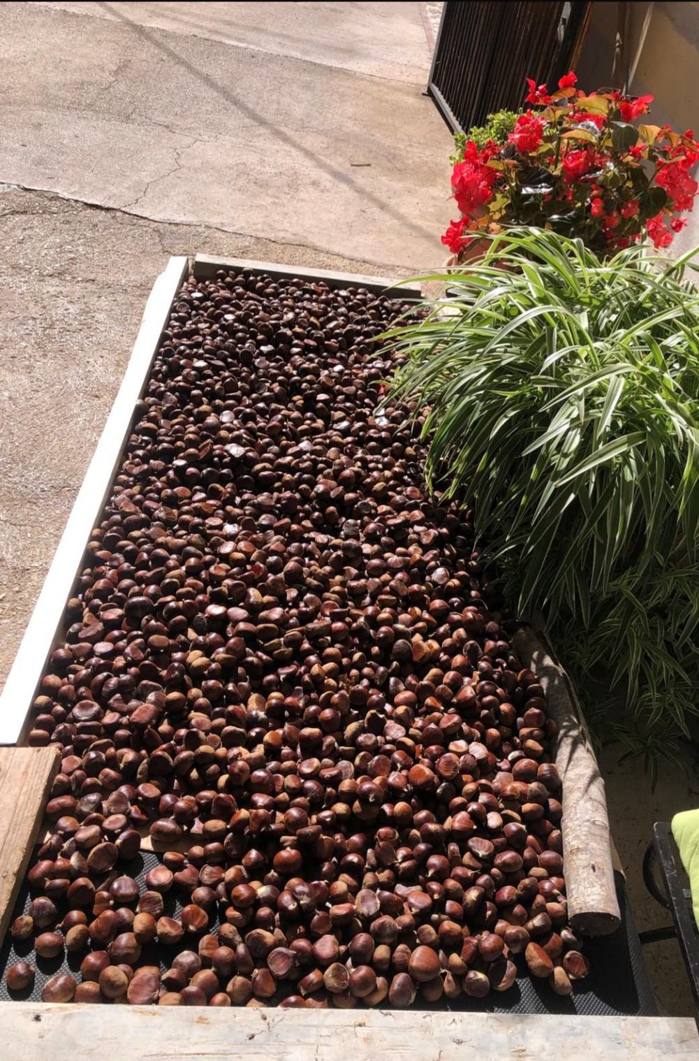 Castagne raccolte nel territorio