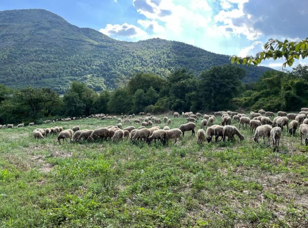 Gregge e montagne dell'Azienda Agrituristica Marenna
