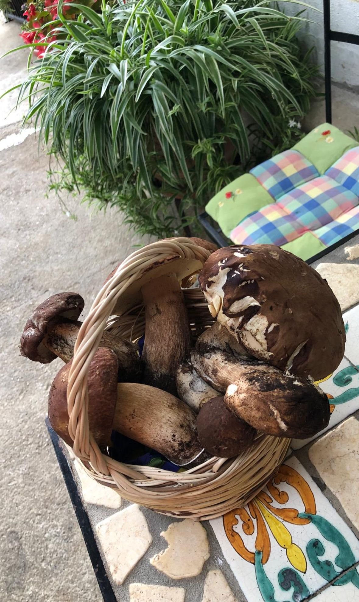 Funghi raccolti nel territorio